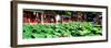 China 10MKm2 Collection - Lotus-Philippe Hugonnard-Framed Photographic Print