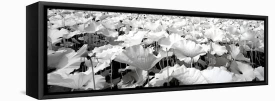 China 10MKm2 Collection - Lotus-Philippe Hugonnard-Framed Stretched Canvas