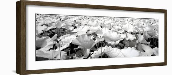 China 10MKm2 Collection - Lotus-Philippe Hugonnard-Framed Photographic Print