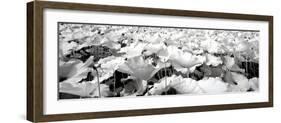 China 10MKm2 Collection - Lotus-Philippe Hugonnard-Framed Photographic Print