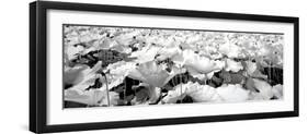 China 10MKm2 Collection - Lotus-Philippe Hugonnard-Framed Photographic Print