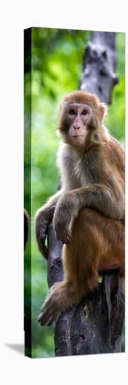 China 10MKm2 Collection - Monkey Portrait-Philippe Hugonnard-Stretched Canvas