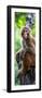 China 10MKm2 Collection - Monkey Portrait-Philippe Hugonnard-Framed Premium Photographic Print