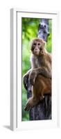 China 10MKm2 Collection - Monkey Portrait-Philippe Hugonnard-Framed Photographic Print