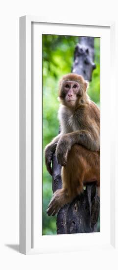 China 10MKm2 Collection - Monkey Portrait-Philippe Hugonnard-Framed Photographic Print