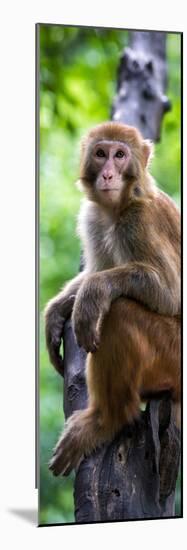 China 10MKm2 Collection - Monkey Portrait-Philippe Hugonnard-Mounted Photographic Print