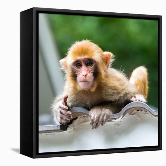 China 10MKm2 Collection - Monkey Portrait-Philippe Hugonnard-Framed Stretched Canvas