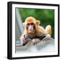 China 10MKm2 Collection - Monkey Portrait-Philippe Hugonnard-Framed Photographic Print