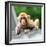 China 10MKm2 Collection - Monkey Portrait-Philippe Hugonnard-Framed Photographic Print