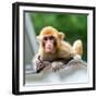 China 10MKm2 Collection - Monkey Portrait-Philippe Hugonnard-Framed Photographic Print