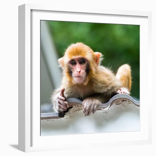 China 10MKm2 Collection - Monkey Portrait-Philippe Hugonnard-Framed Photographic Print