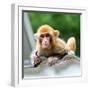 China 10MKm2 Collection - Monkey Portrait-Philippe Hugonnard-Framed Photographic Print