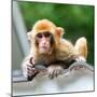 China 10MKm2 Collection - Monkey Portrait-Philippe Hugonnard-Mounted Photographic Print