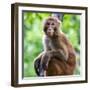 China 10MKm2 Collection - Monkey Portrait-Philippe Hugonnard-Framed Photographic Print