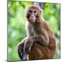 China 10MKm2 Collection - Monkey Portrait-Philippe Hugonnard-Mounted Photographic Print