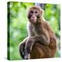 China 10MKm2 Collection - Monkey Portrait-Philippe Hugonnard-Stretched Canvas