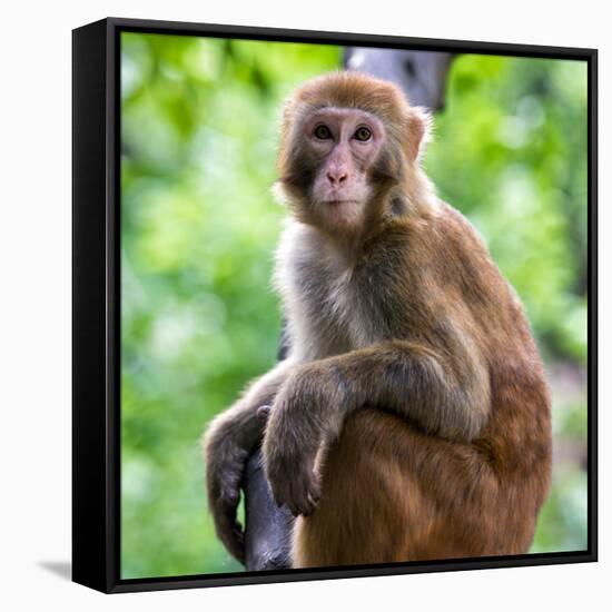 China 10MKm2 Collection - Monkey Portrait-Philippe Hugonnard-Framed Stretched Canvas