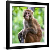 China 10MKm2 Collection - Monkey Portrait-Philippe Hugonnard-Framed Photographic Print