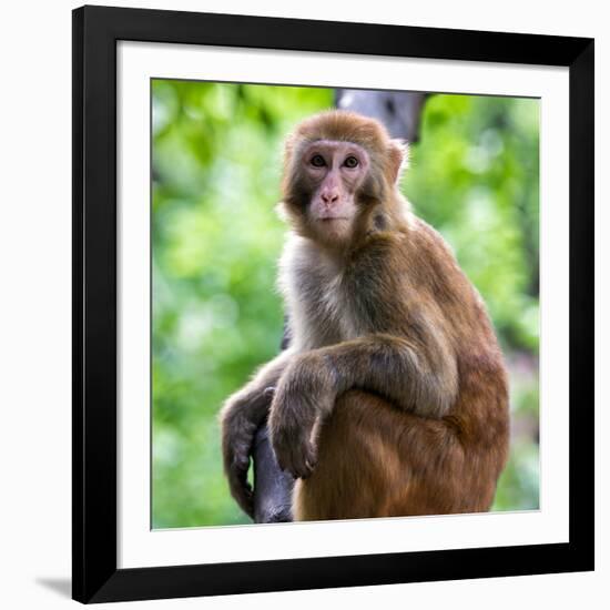 China 10MKm2 Collection - Monkey Portrait-Philippe Hugonnard-Framed Photographic Print