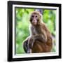 China 10MKm2 Collection - Monkey Portrait-Philippe Hugonnard-Framed Photographic Print