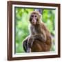 China 10MKm2 Collection - Monkey Portrait-Philippe Hugonnard-Framed Photographic Print