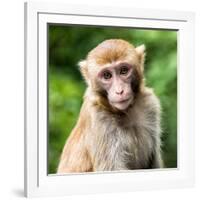 China 10MKm2 Collection - Monkey Portrait-Philippe Hugonnard-Framed Photographic Print