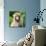 China 10MKm2 Collection - Monkey Portrait-Philippe Hugonnard-Mounted Photographic Print displayed on a wall