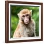 China 10MKm2 Collection - Monkey Portrait-Philippe Hugonnard-Framed Photographic Print