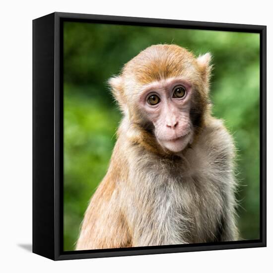 China 10MKm2 Collection - Monkey Portrait-Philippe Hugonnard-Framed Stretched Canvas