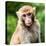 China 10MKm2 Collection - Monkey Portrait-Philippe Hugonnard-Stretched Canvas