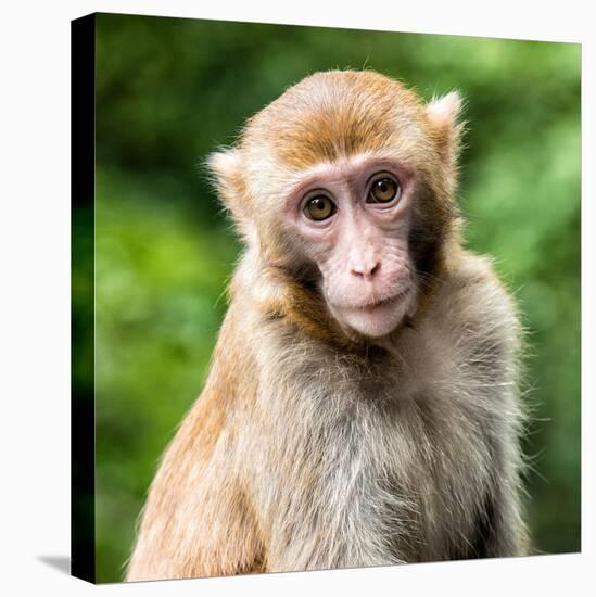 China 10MKm2 Collection - Monkey Portrait-Philippe Hugonnard-Stretched Canvas
