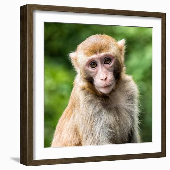 China 10MKm2 Collection - Monkey Portrait-Philippe Hugonnard-Framed Photographic Print