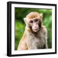 China 10MKm2 Collection - Monkey Portrait-Philippe Hugonnard-Framed Photographic Print