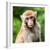 China 10MKm2 Collection - Monkey Portrait-Philippe Hugonnard-Framed Photographic Print