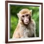 China 10MKm2 Collection - Monkey Portrait-Philippe Hugonnard-Framed Photographic Print