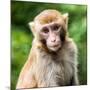 China 10MKm2 Collection - Monkey Portrait-Philippe Hugonnard-Mounted Photographic Print