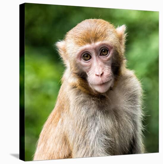 China 10MKm2 Collection - Monkey Portrait-Philippe Hugonnard-Stretched Canvas