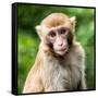 China 10MKm2 Collection - Monkey Portrait-Philippe Hugonnard-Framed Stretched Canvas