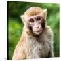 China 10MKm2 Collection - Monkey Portrait-Philippe Hugonnard-Stretched Canvas