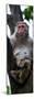 China 10MKm2 Collection - Monkey Portrait-Philippe Hugonnard-Mounted Photographic Print