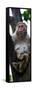 China 10MKm2 Collection - Monkey Portrait-Philippe Hugonnard-Framed Stretched Canvas