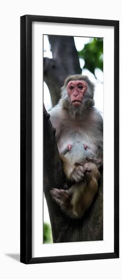 China 10MKm2 Collection - Monkey Portrait-Philippe Hugonnard-Framed Photographic Print