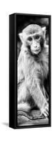 China 10MKm2 Collection - Monkey Portrait-Philippe Hugonnard-Framed Stretched Canvas