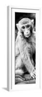 China 10MKm2 Collection - Monkey Portrait-Philippe Hugonnard-Framed Photographic Print