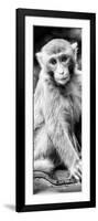 China 10MKm2 Collection - Monkey Portrait-Philippe Hugonnard-Framed Photographic Print