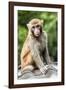 China 10MKm2 Collection - Monkey Portrait-Philippe Hugonnard-Framed Photographic Print