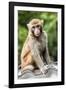 China 10MKm2 Collection - Monkey Portrait-Philippe Hugonnard-Framed Photographic Print