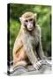 China 10MKm2 Collection - Monkey Portrait-Philippe Hugonnard-Stretched Canvas