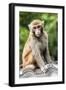 China 10MKm2 Collection - Monkey Portrait-Philippe Hugonnard-Framed Photographic Print