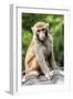 China 10MKm2 Collection - Monkey Portrait-Philippe Hugonnard-Framed Photographic Print